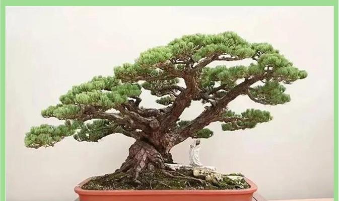 老树根大型盆景的养护技巧有哪些？