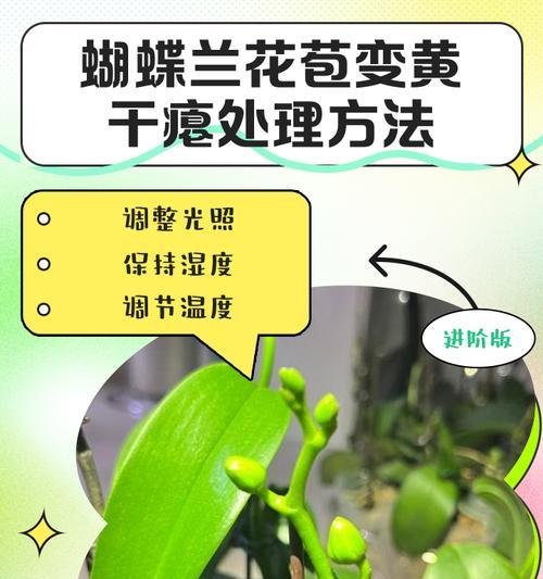 蝴蝶兰叶子发黄枯萎？如何进行有效救治？