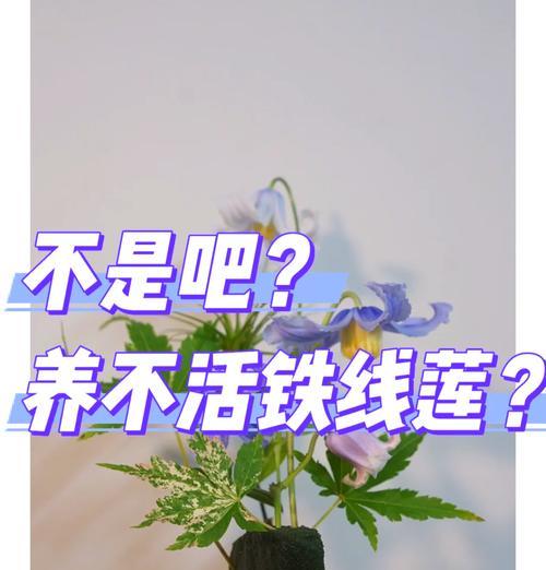 大红袍养铁线莲好吗？铁线莲的正确养护方法是什么？