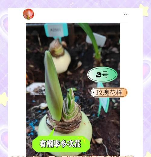 如何辨别假朱顶红的开花特征？