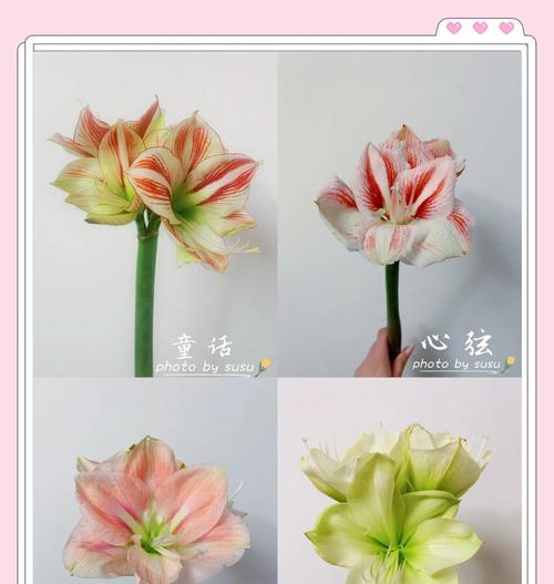 如何辨别假朱顶红的开花特征？