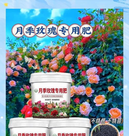 月季肥害是如何造成的？如何预防和处理？