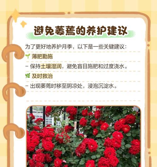 月季肥害是如何造成的？如何预防和处理？