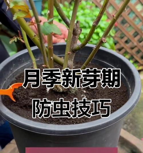 月季冒顶新芽的正确处理方法是什么？