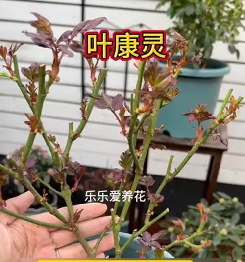 月季冒顶新芽的正确处理方法是什么？