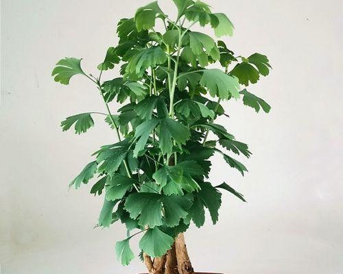 银杏盆景如何制作？有哪些制作技巧？
