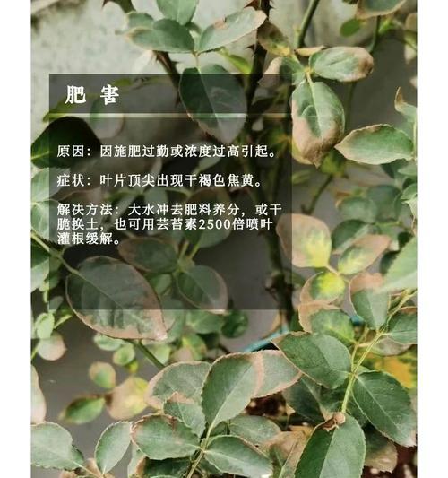 月季叶子发黄的原因及解决办法？