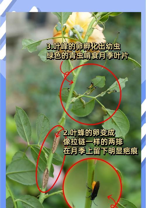 月季叶子发黄的原因及解决办法？