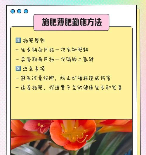 如何培养君子兰使其群生？