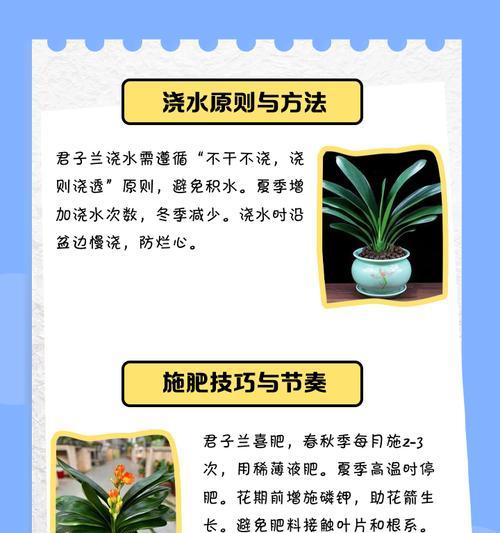 如何培养君子兰使其群生？