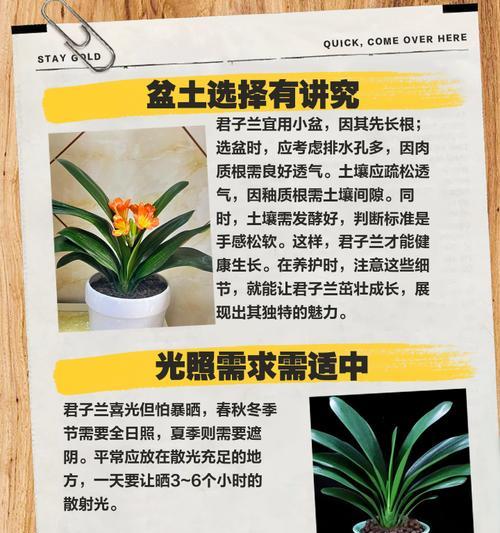 如何培养君子兰使其群生？