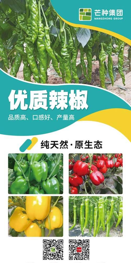 高产优质辣椒的栽培技术是什么？如何提高产量和品质？