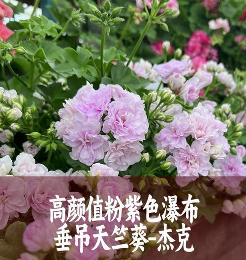 逸棵垂钓天竺葵怎么养？养护技巧有哪些？