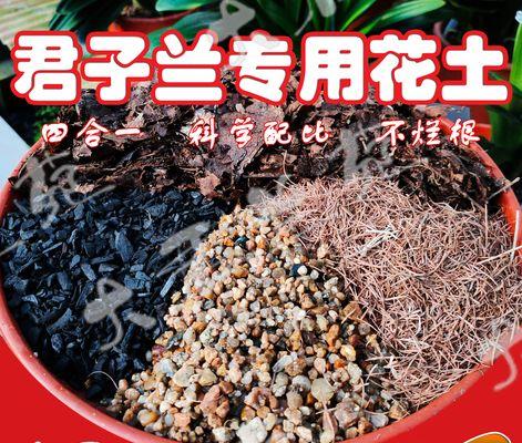 君子兰营养片的作用和使用方法是什么？