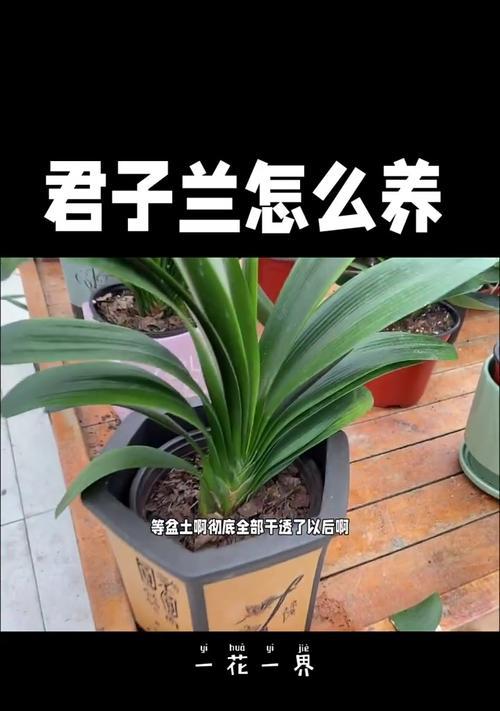 君子兰成为网红植物的原因是什么？