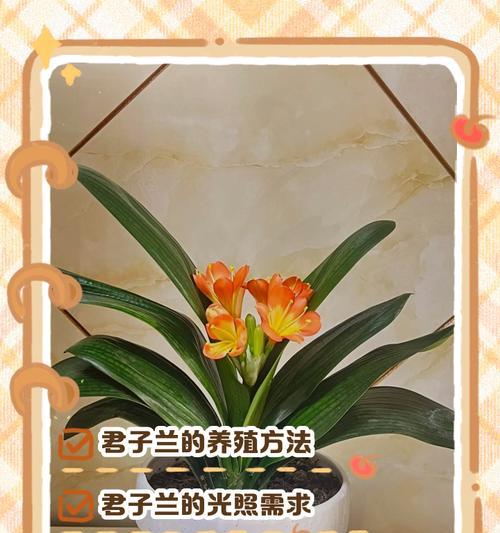 欧洲地区君子兰的养护方法是什么？