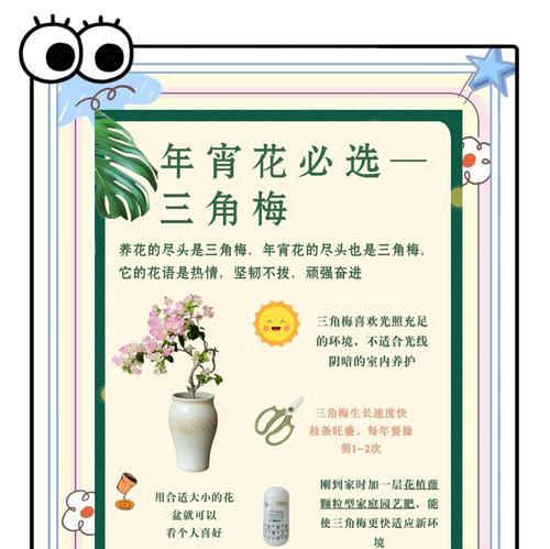 红泥巴土壤中三角梅的养护技巧是什么？