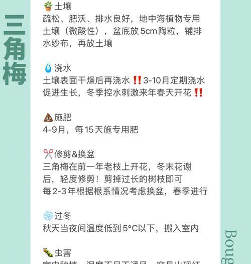 红泥巴土壤中三角梅的养护技巧是什么？