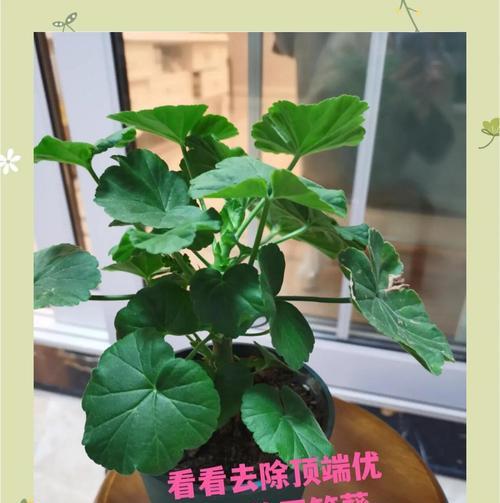 特大盆天竺葵的种植技巧有哪些？