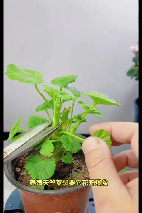 特大盆天竺葵的种植技巧有哪些？