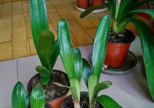 君子兰软腐病了怎么办？有效的防治措施有哪些？