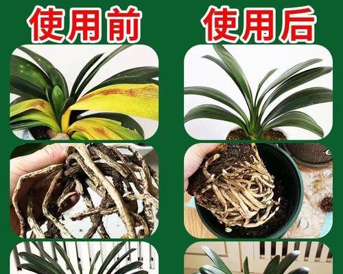 君子兰软腐病了怎么办？有效的防治措施有哪些？