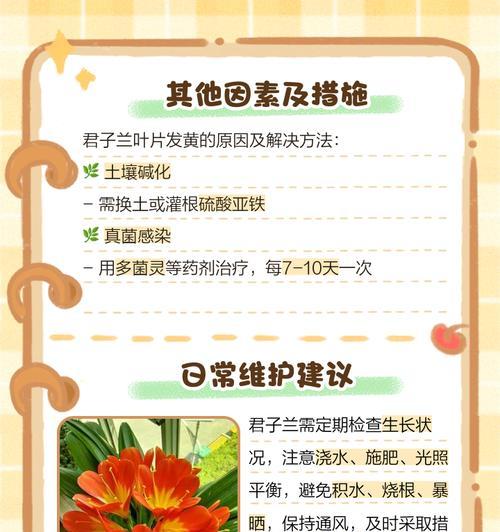 君子兰软腐病了怎么办？有效的防治措施有哪些？