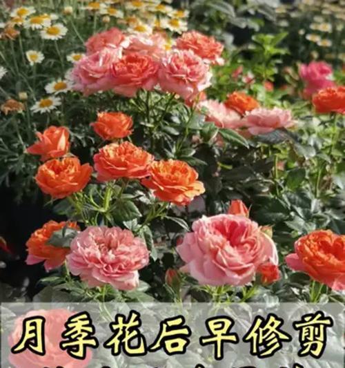 月季断水后如何快速恢复促花？