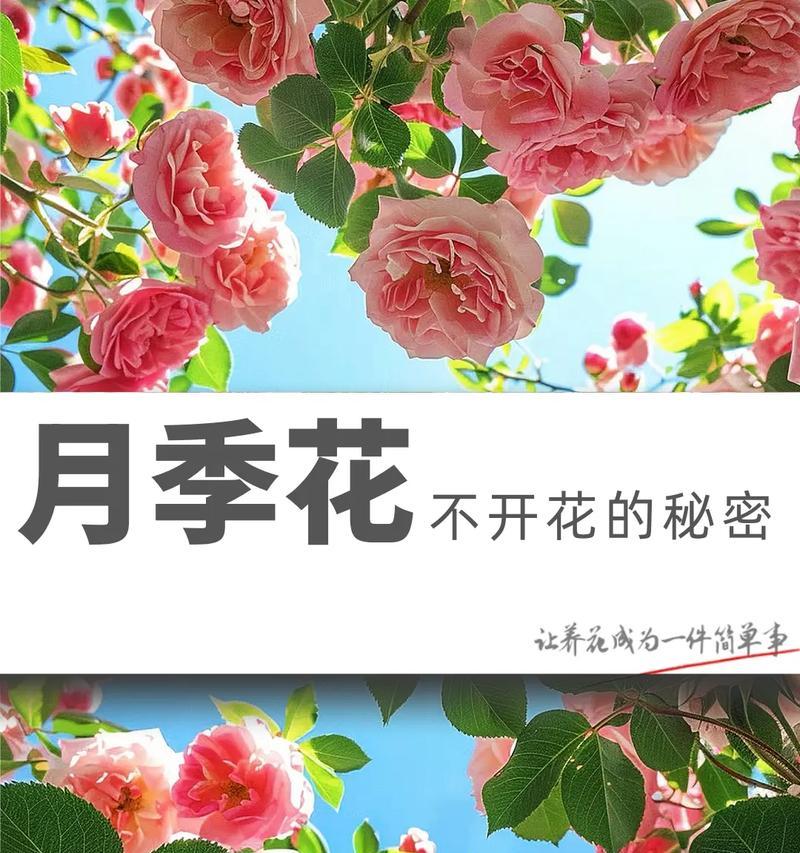 月季断水后如何快速恢复促花？