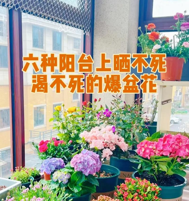 阳台湿度干燥会对花卉产生哪些影响？