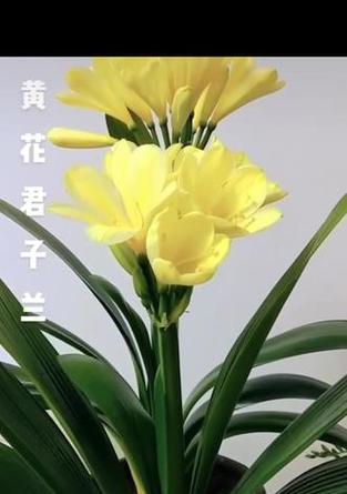 哪种君子兰品种更直挺？
