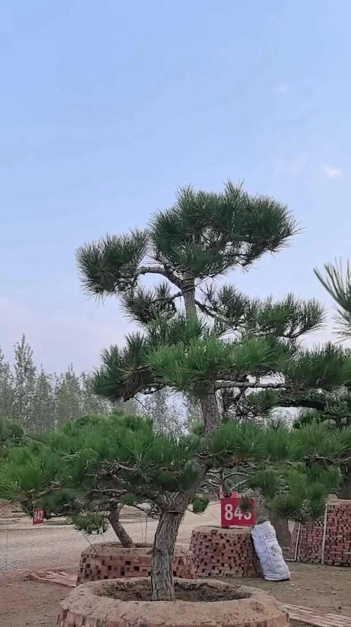 黑松冬季封冻浇水方法是什么？如何正确进行？