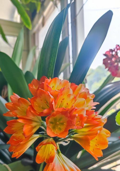 有花苞的君子兰如何养护？花苞期的管理要点有哪些？