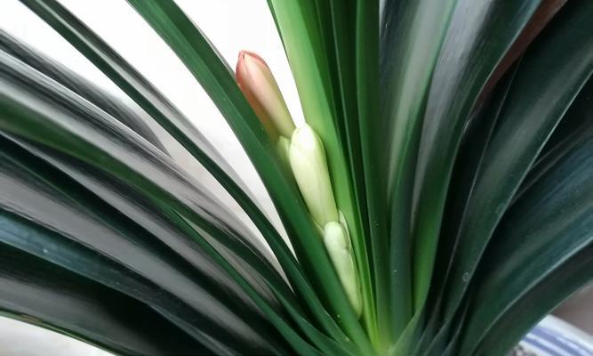 有花苞的君子兰如何养护？花苞期的管理要点有哪些？