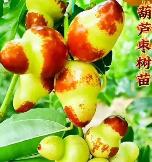 葫芦枣盆景老桩种植技巧有哪些？如何保证成活率？