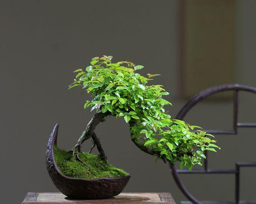 葫芦枣盆景老桩种植技巧有哪些？如何保证成活率？