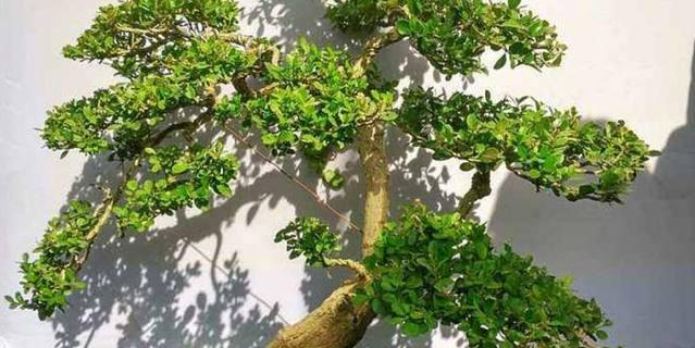 高珍珠叶子发黄干枯的原因是什么？如何解决？