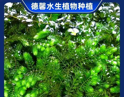 景德镇有哪些沉水观赏植物？