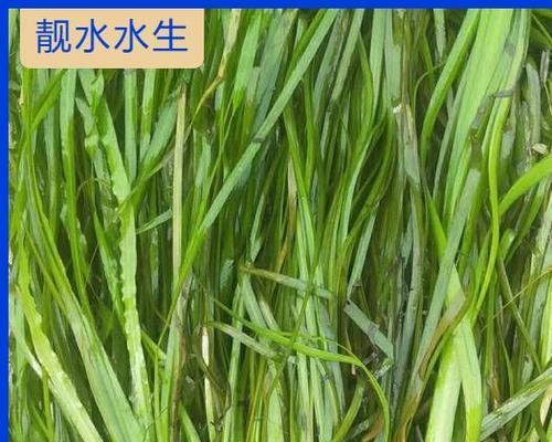 景德镇有哪些沉水观赏植物？