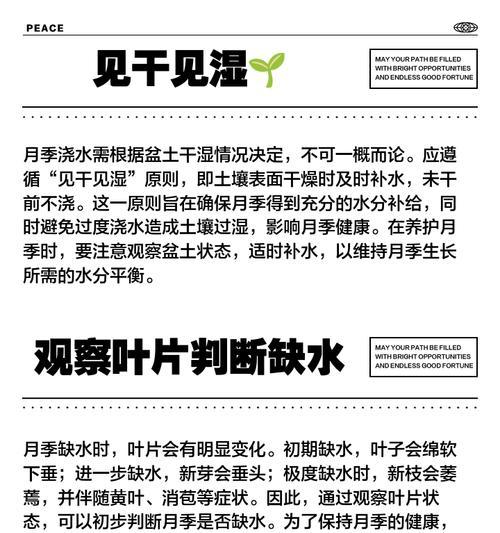 月季漫水浇水正确方法是什么？如何避免过度浇水导致根系腐烂？