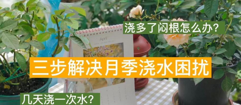 月季漫水浇水正确方法是什么？如何避免过度浇水导致根系腐烂？