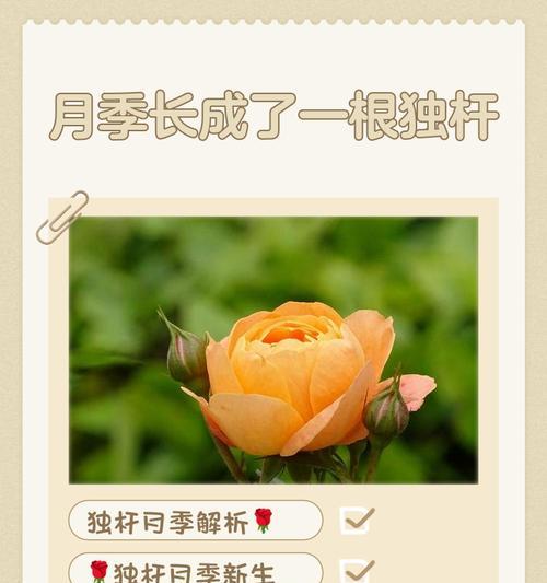 如何让枯枝月季恢复生机？