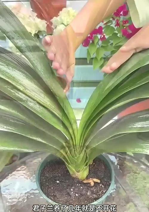 君子兰种子的正确种植方法？