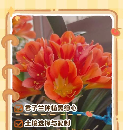 君子兰种子的正确种植方法？
