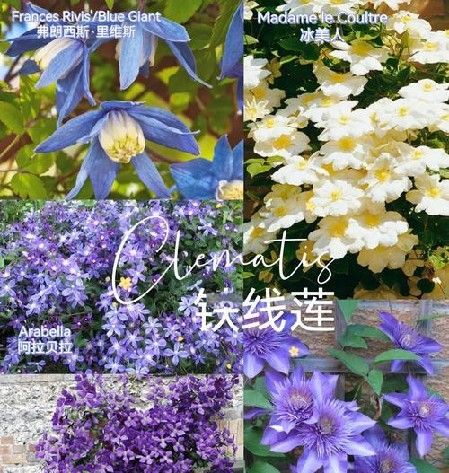 阿迪森铁线莲怎么样好不好？评价和养护建议是什么？