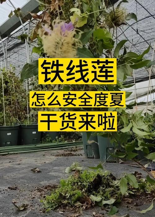 阿迪森铁线莲怎么样好不好？评价和养护建议是什么？