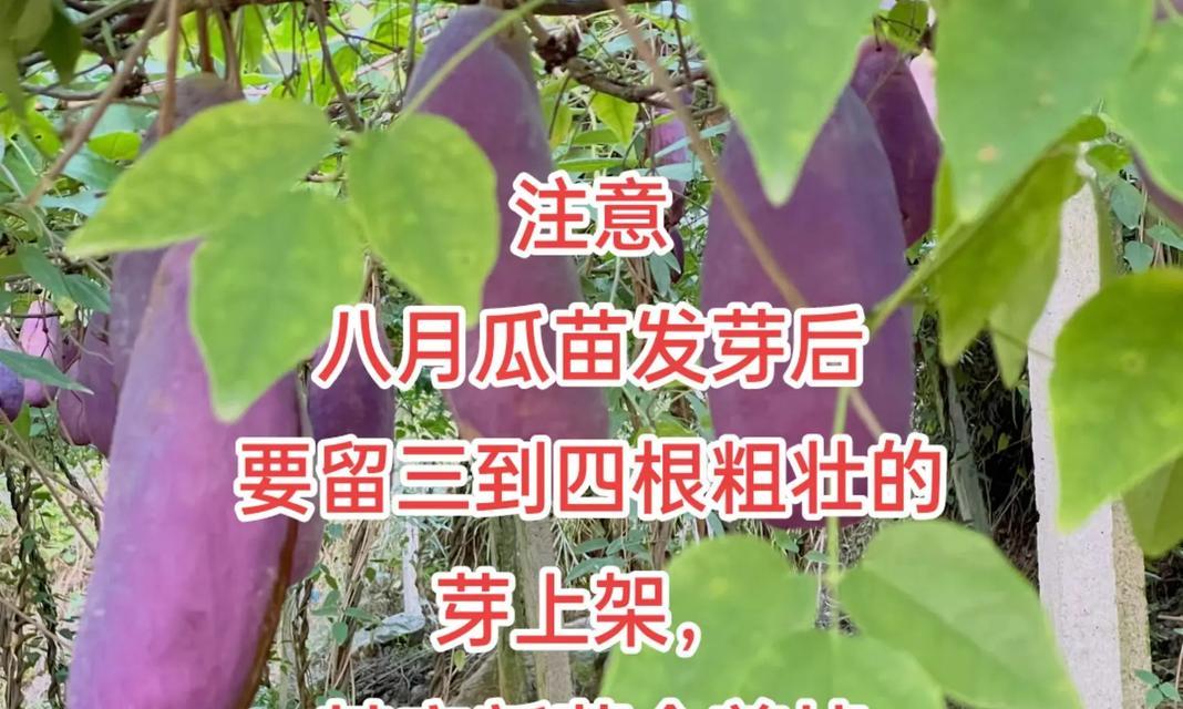 棉瓜的最佳播种时间是什么时候？