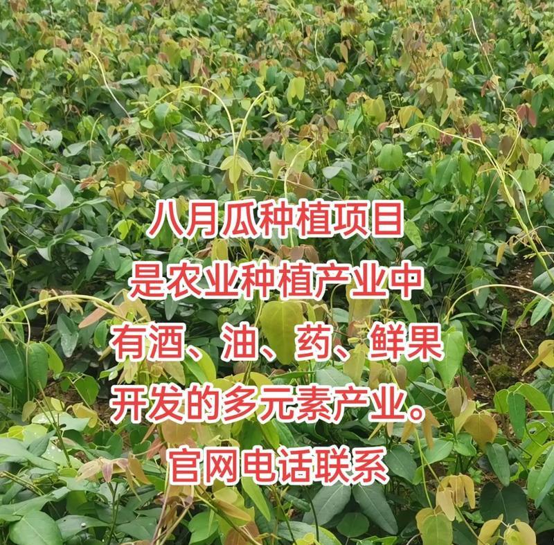 棉瓜的最佳播种时间是什么时候？