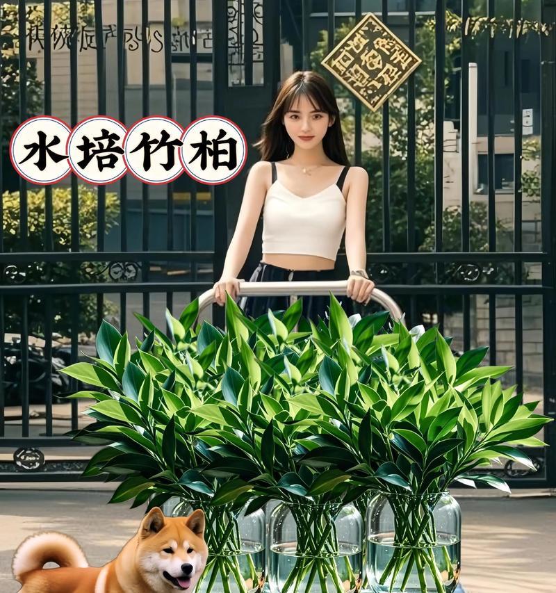 竹柏创意盆景的养护方法是什么？