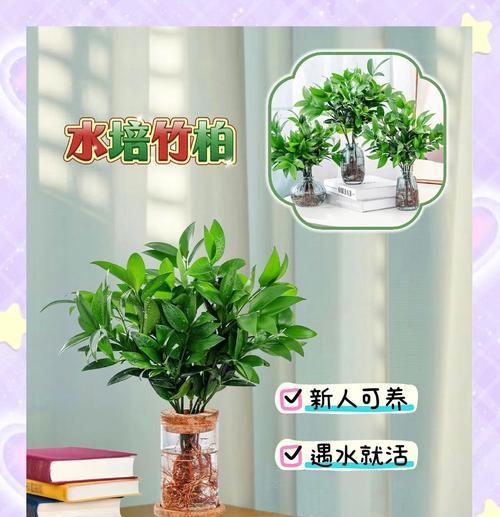竹柏创意盆景的养护方法是什么？